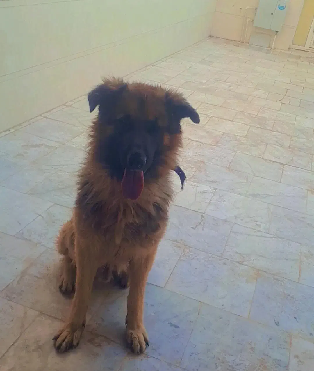 یک عدد سگ ژرمن|سگ|زابل, |دیوار