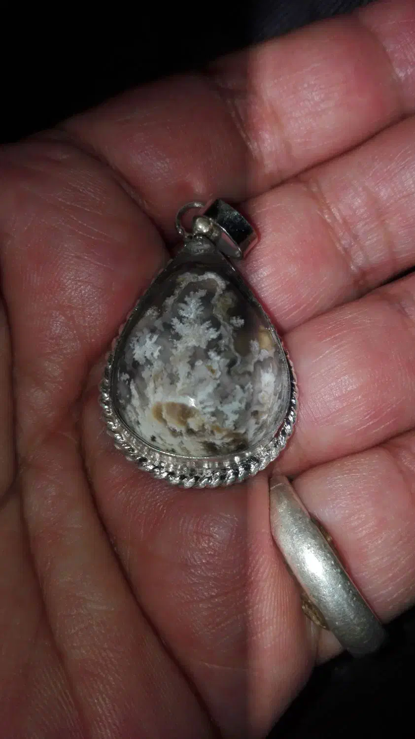 شجر گردنی شکوفه|بدلیجات|مهریز, |دیوار