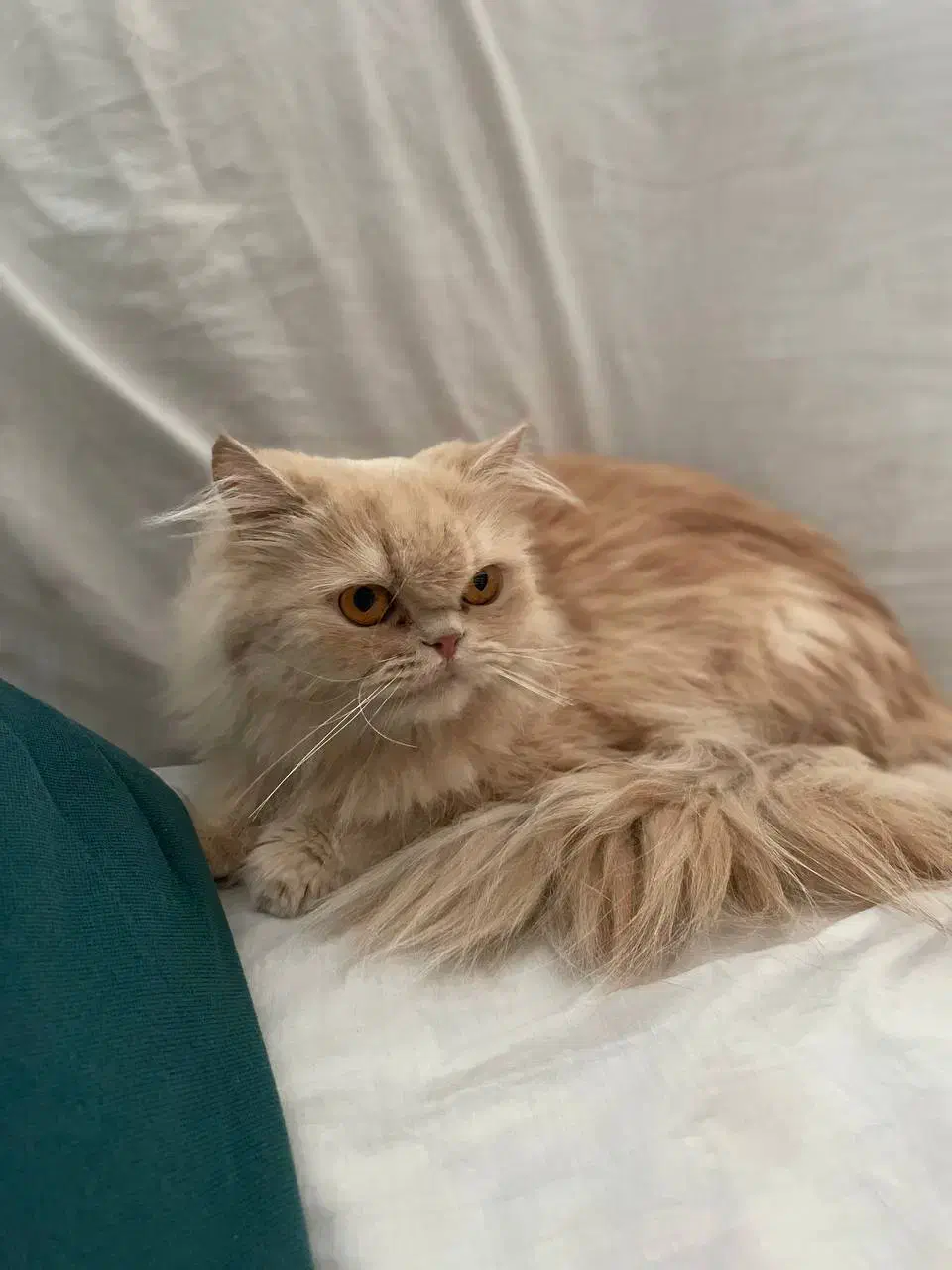 گربه پرشین|گربه|مشهد, نوید|دیوار