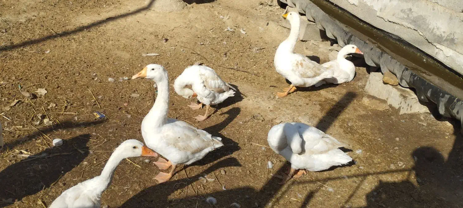 فروش قوغاز|حیوانات مزرعه|انبارآلوم, |دیوار