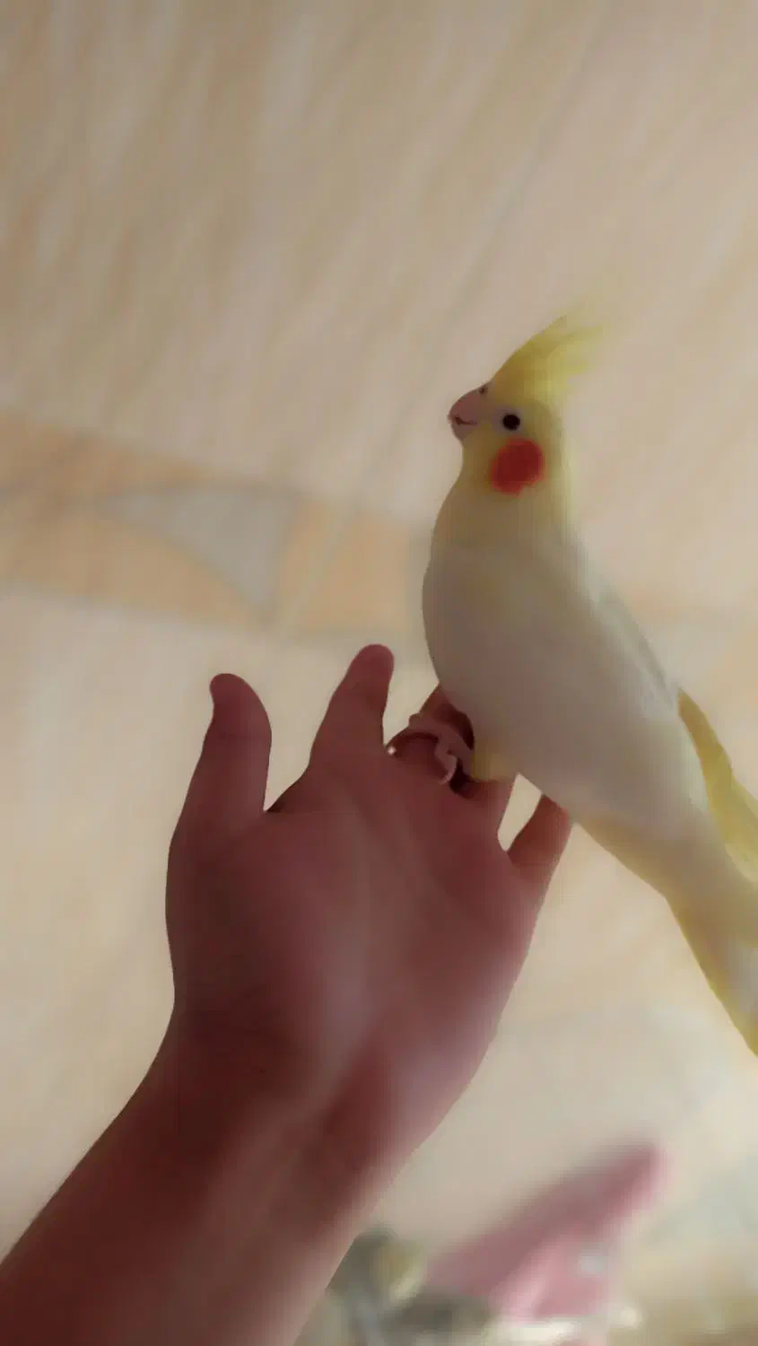 عروس هلندی|پرنده|محلات, |دیوار