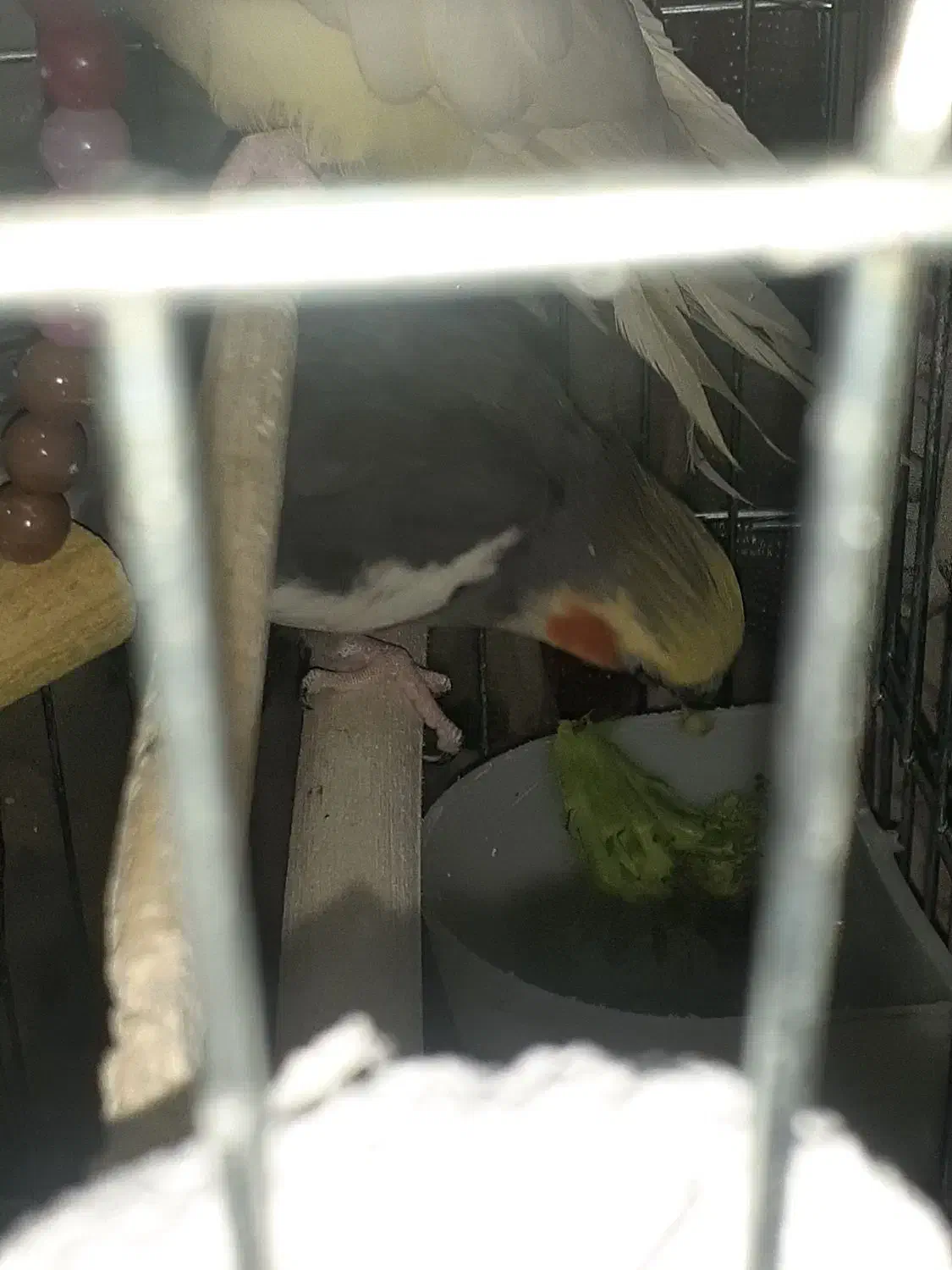 یک جفت عروس هلندی فوری فروشی|پرنده|رباطکریم, شهرک درخشان|دیوار