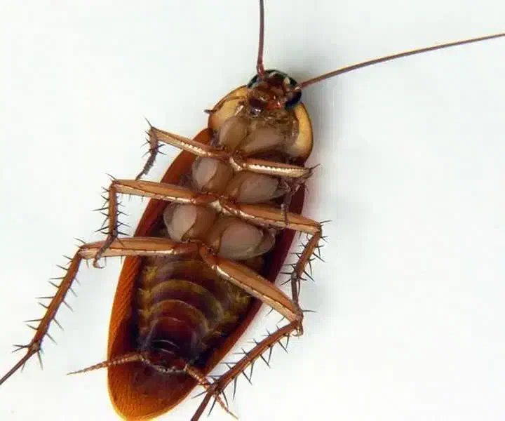 سمپاشی 100%تضمینی موریانه سوسک ساس سم‌پاشی موش|خدمات نظافت|اصفهان, خانه اصفهان|دیوار