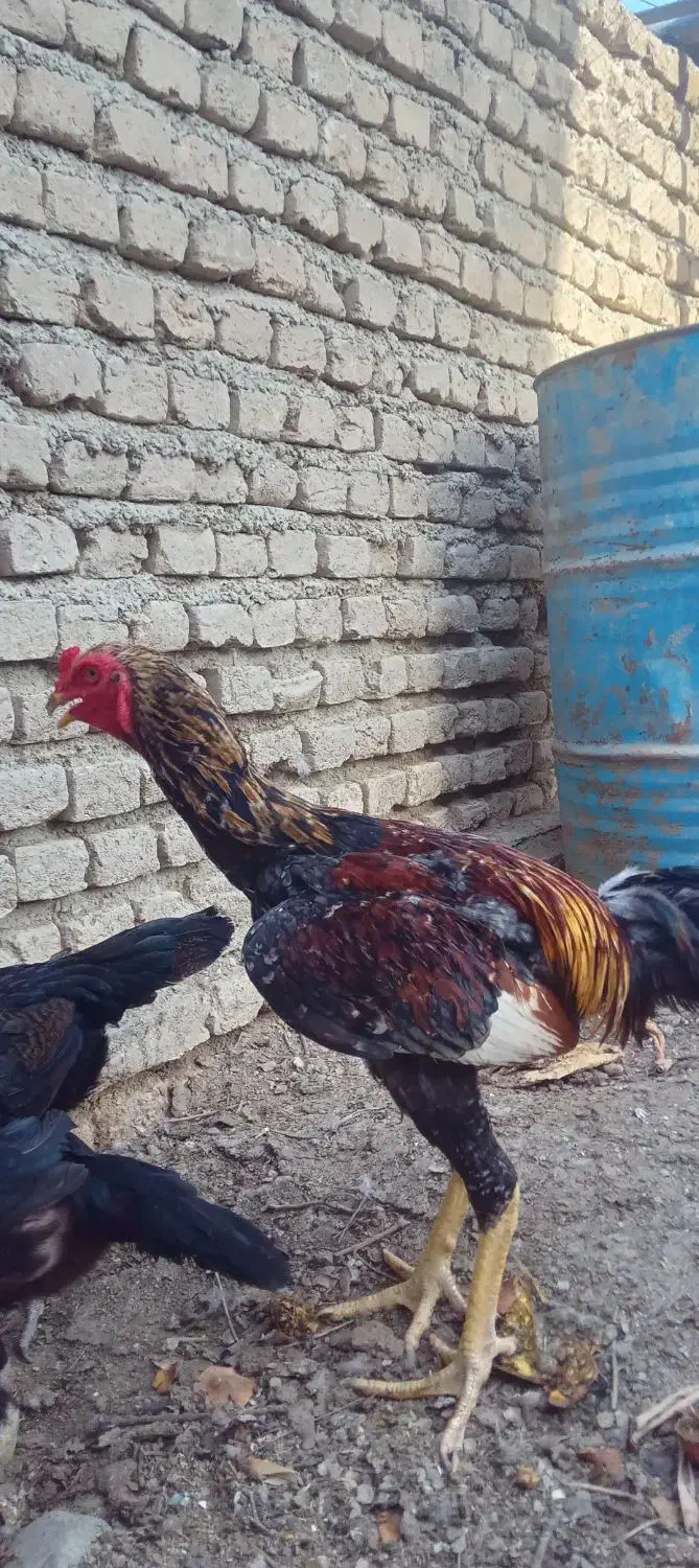 مرغ و خروس لاری اصل|حیوانات مزرعه|گمیشان, |دیوار