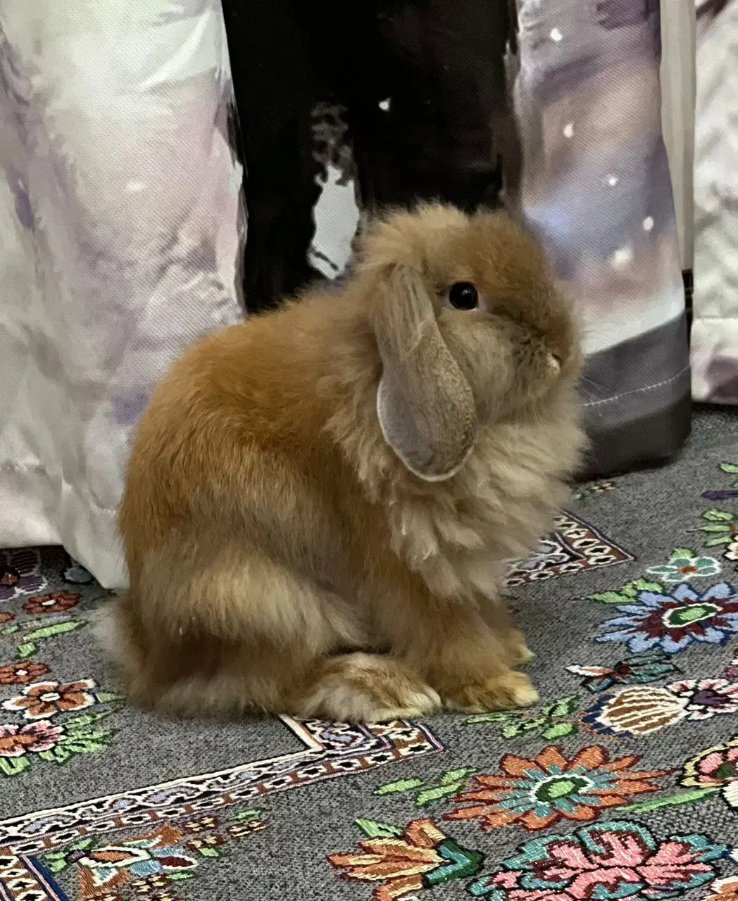 خرگوش|موش و خرگوش|اهواز, نادری|دیوار