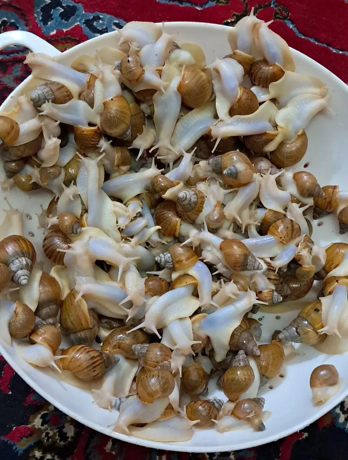 حلزون|خزنده|کرمان, |دیوار