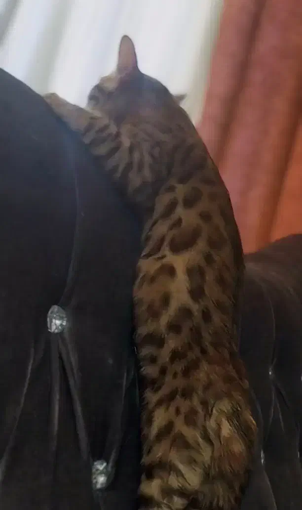 گربه بنگال|گربه|تهران, توحید|دیوار