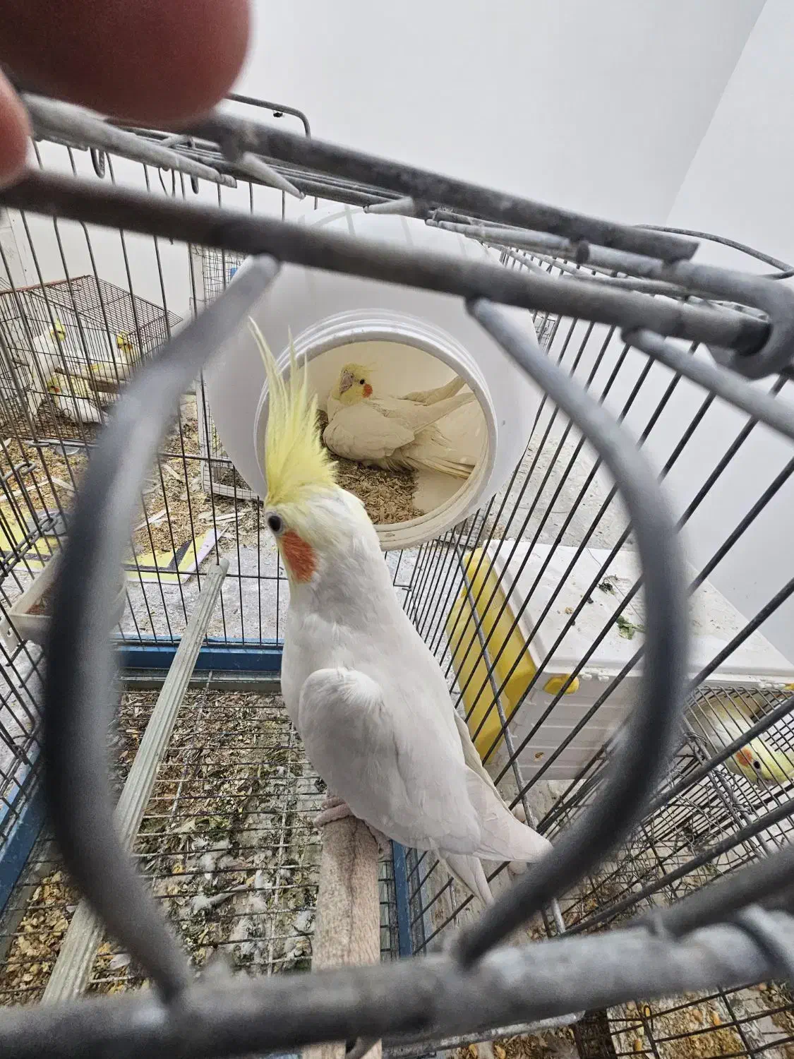 طوطی لوتینو|پرنده|بندر ماهشهر, |دیوار