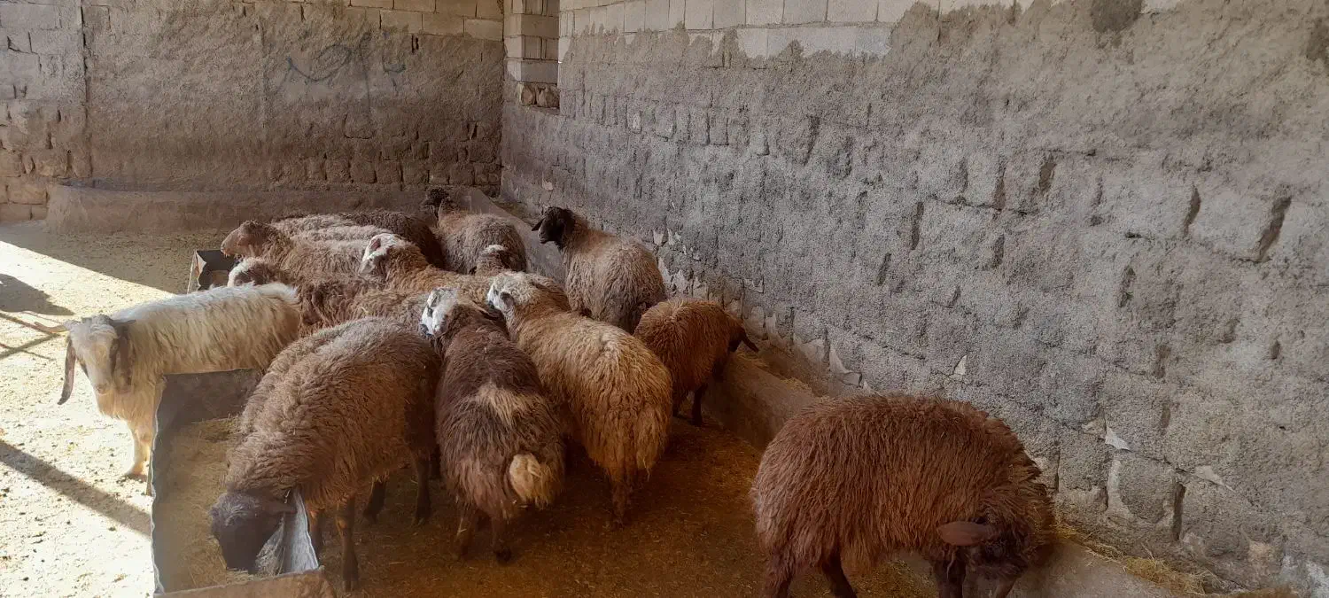 گوسفند|حیوانات مزرعه|کوهدشت, |دیوار