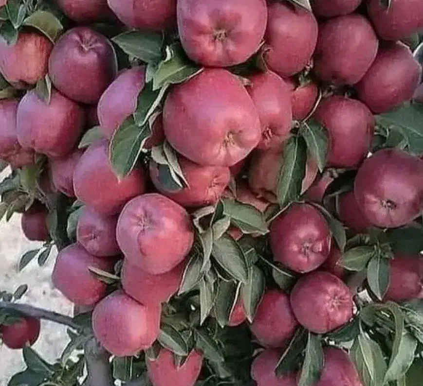 نهالستان ارقام متنوع میوه و گردو های پربار پالیز|خدمات باغبانی و درختکاری|سرچهان, |دیوار