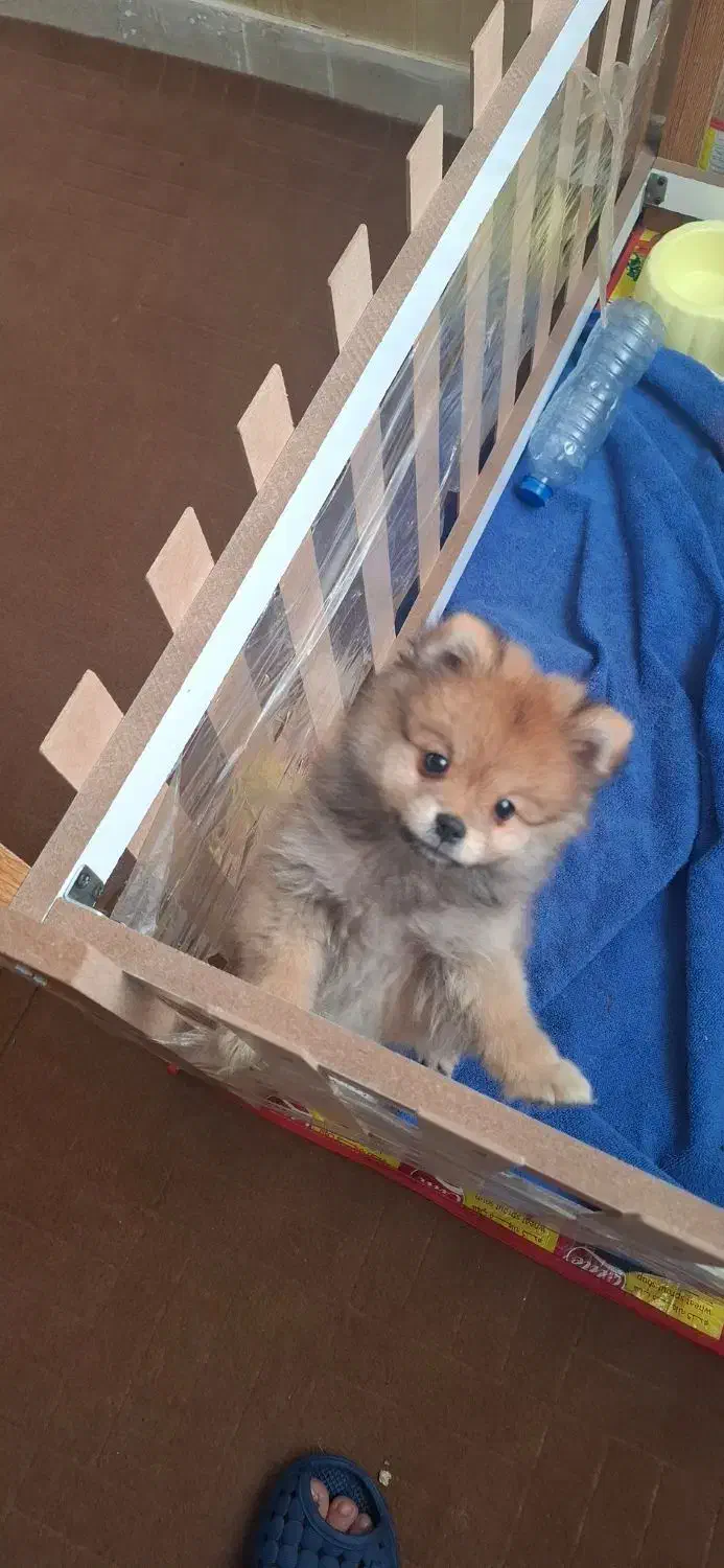 پامر|سگ|ملارد, |دیوار