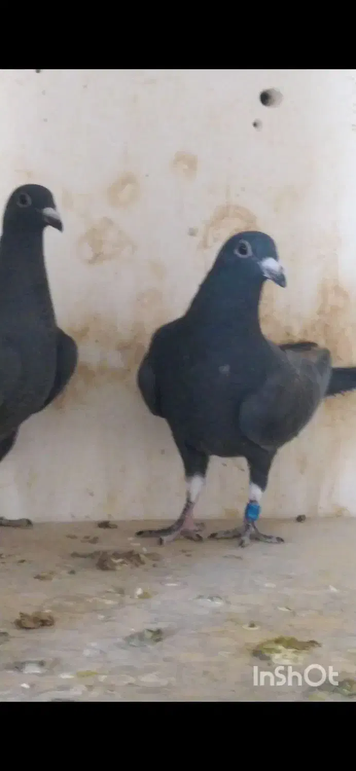 بزک سیاه سینه سفید جوجه|پرنده|گراش, |دیوار