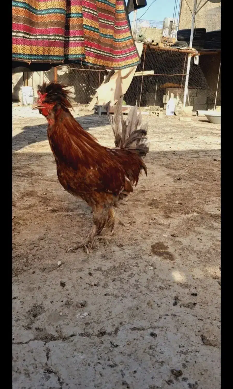 مرغ و خروس سلطان و لهستانی  معاوضه با قناری و کفتر|پرنده|ایذه, |دیوار