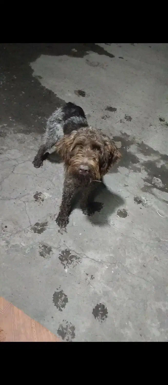 واگذاری سگ شکاری موسیمی|سگ|لاهیجان, امیرشهید|دیوار