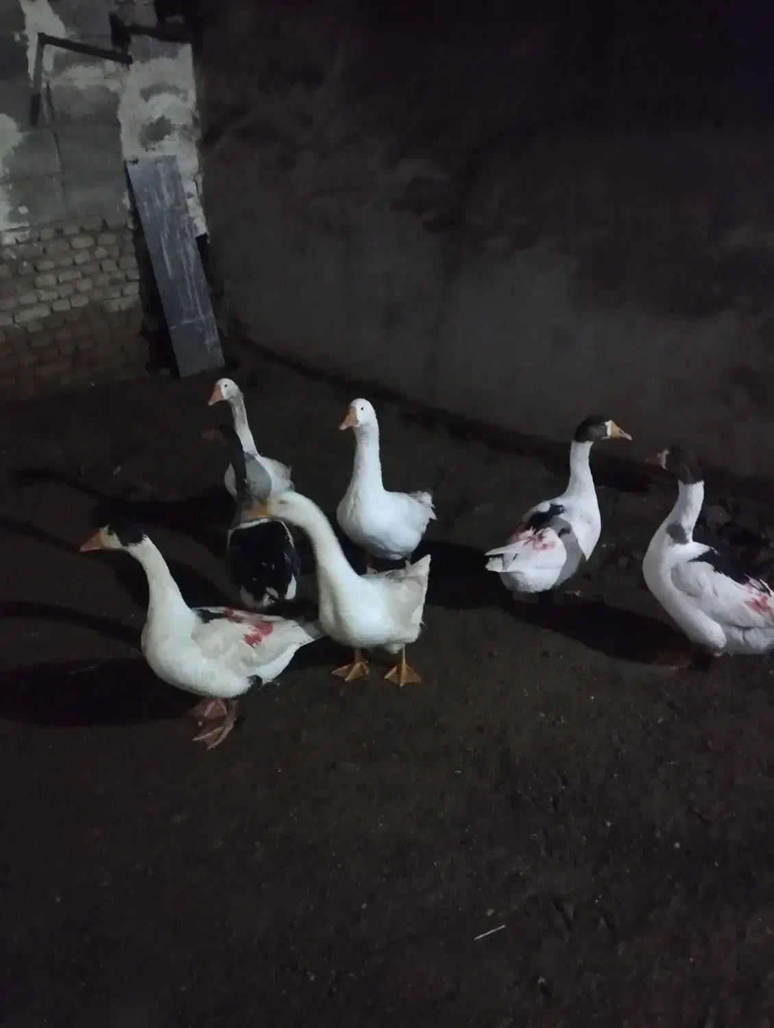 قاز طبیعی مزرعه|حیوانات مزرعه|اردبیل, |دیوار