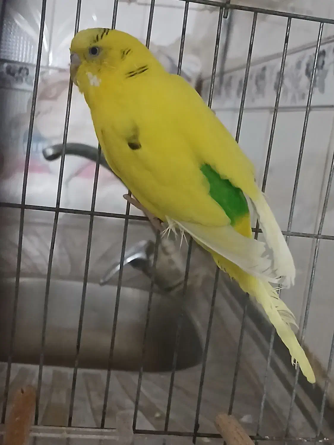 مرغ عشق سرحال|پرنده|قم, دروازه ری|دیوار