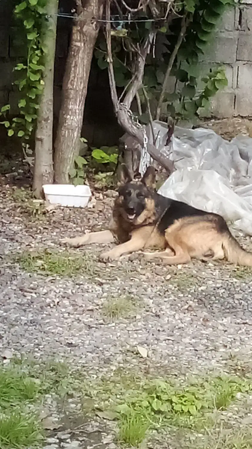 ژرمن|سگ|سنگر, |دیوار