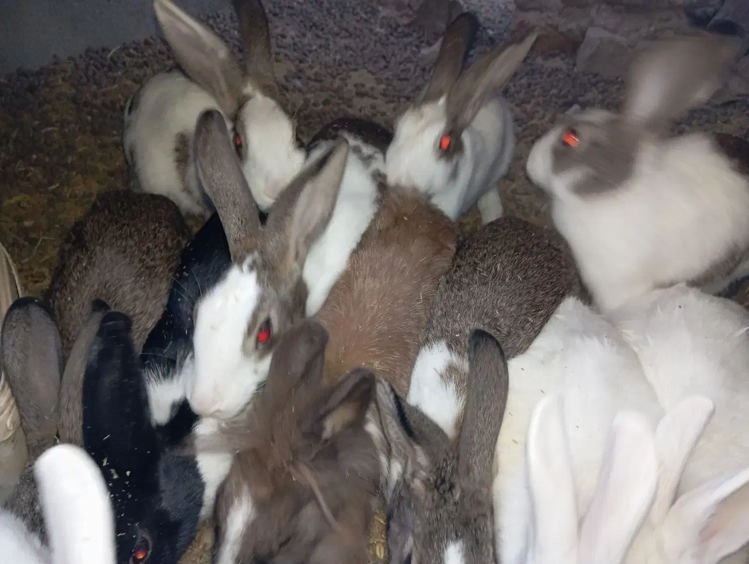 خرگوش|موش و خرگوش|زابل, |دیوار