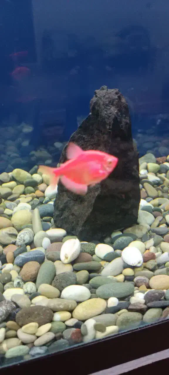 ماهی و ملزومات دکور اکواریوم|ماهی|کرج, آق تپه|دیوار