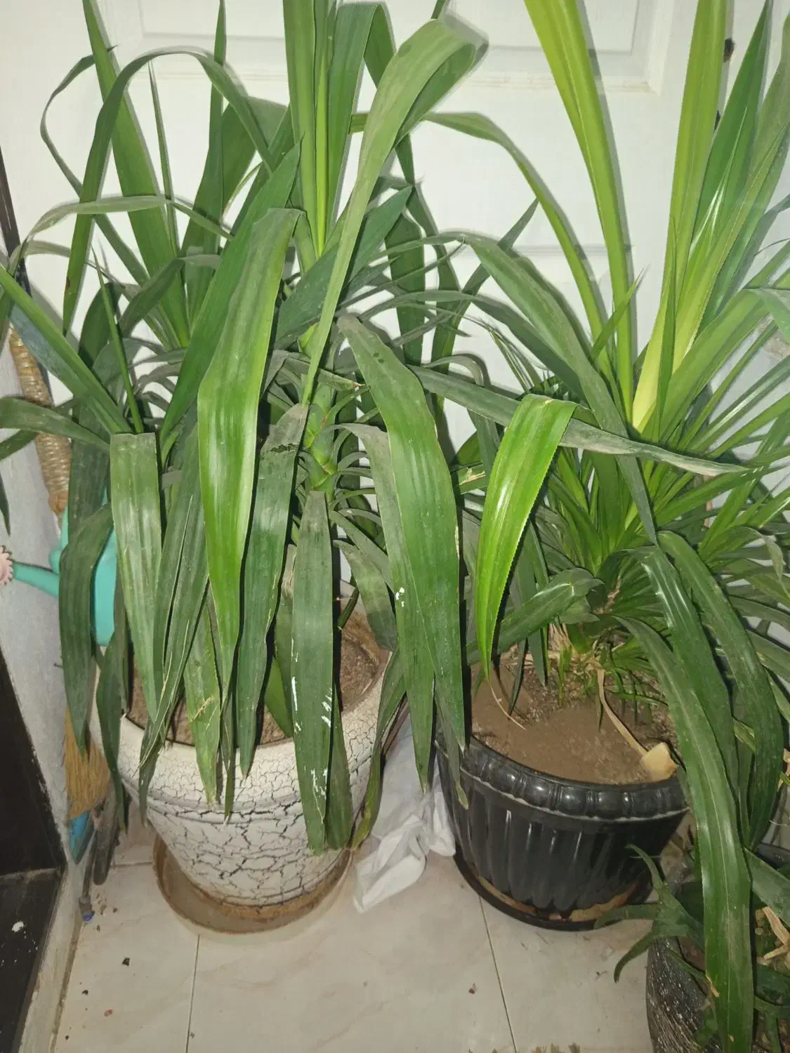 گل پاندالوس،و یوکا|گل و گیاه طبیعی|آبیک, |دیوار