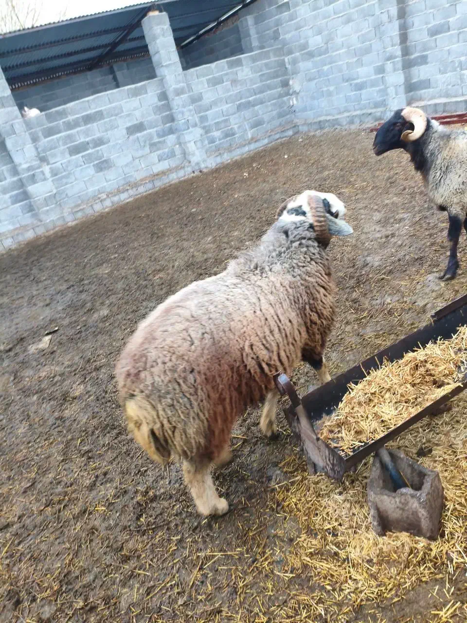 قوچ|حیوانات مزرعه|نیریز, |دیوار