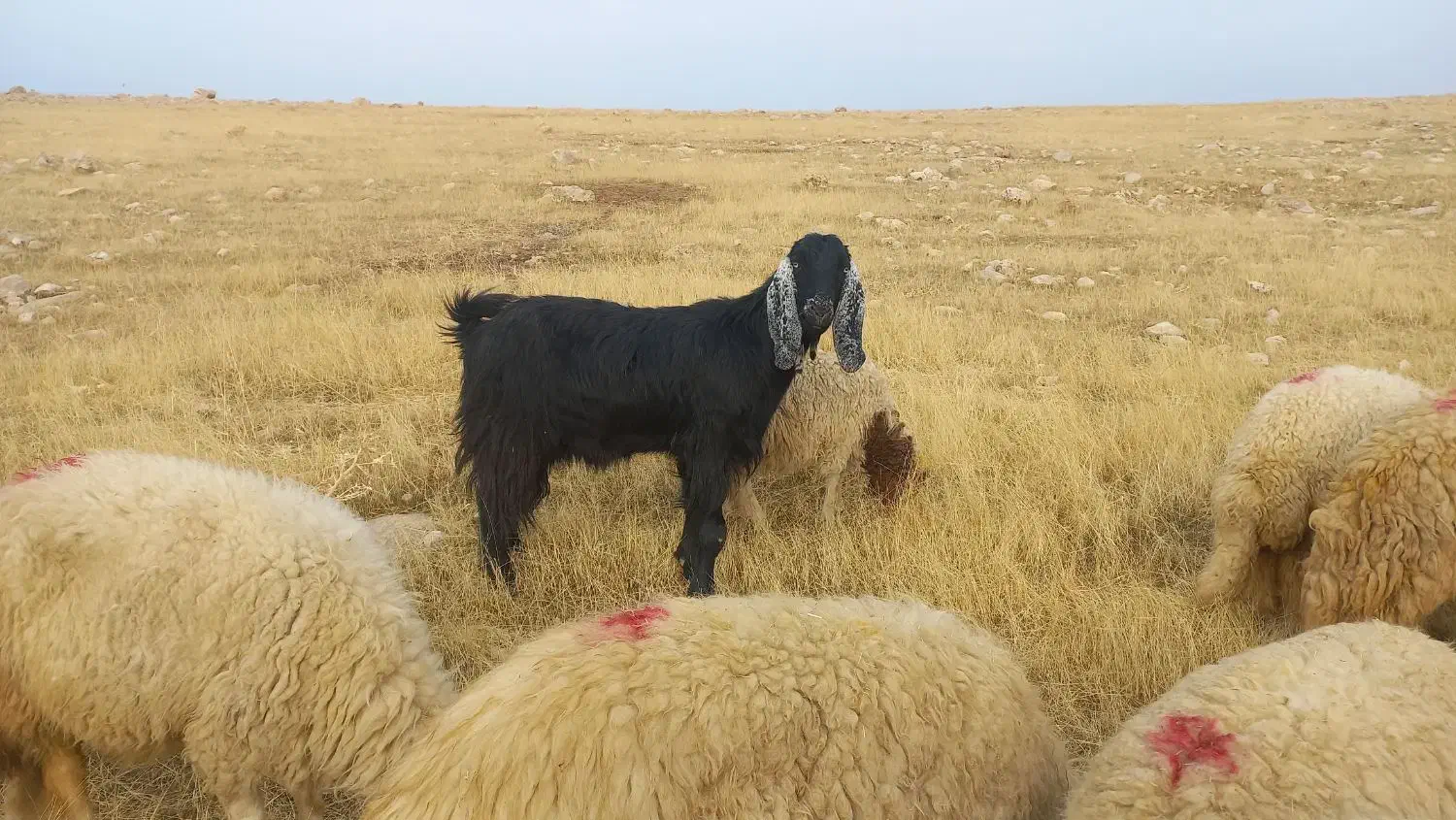 بزداشی درشت هیکل سه مه آبستن|حیوانات مزرعه|سرپل ذهاب, |دیوار