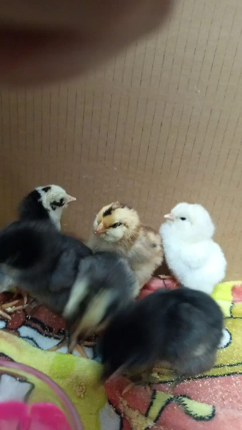 جوجه یک روزه نژاد دار|حیوانات مزرعه|رباط‌کریم, رباط‌کریم|دیوار