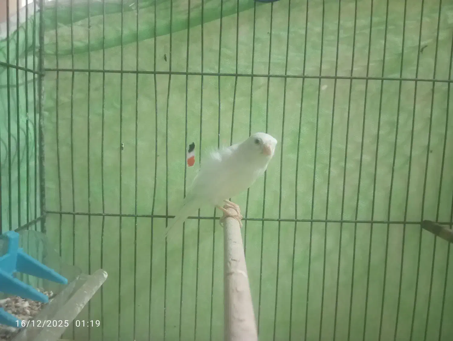 قناری نر سفید|پرنده|قرچک, شهرک طلائیه|دیوار