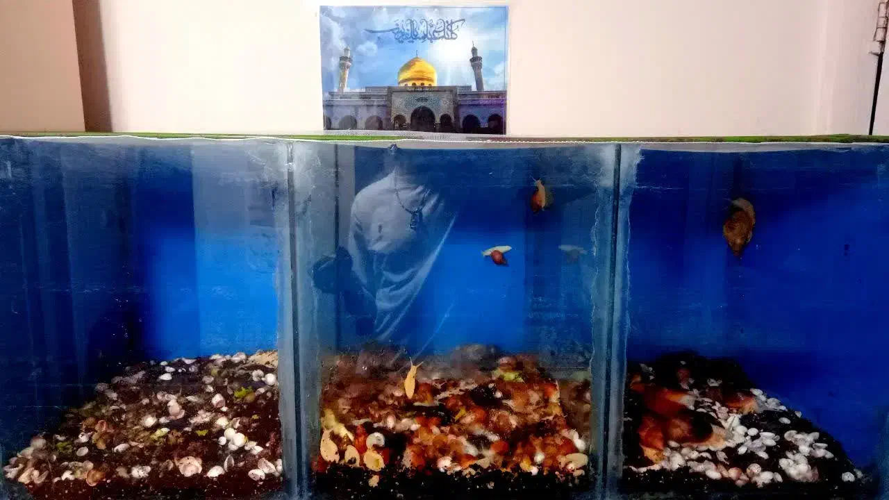 آکواریوم|ماهی|مشکین‌دشت, |دیوار