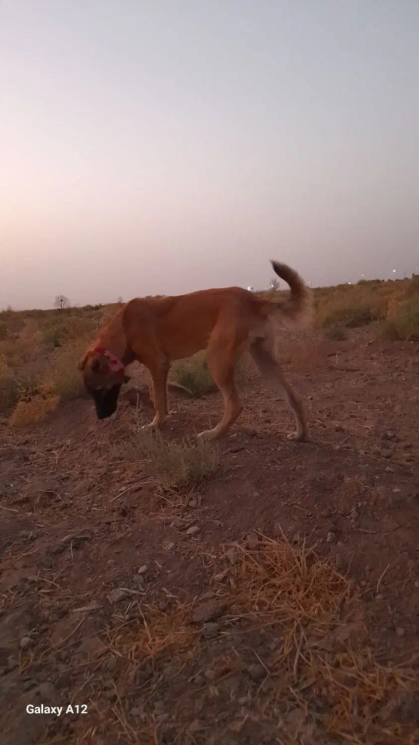 سگ دو رگ|سگ|آران و بیدگل, |دیوار