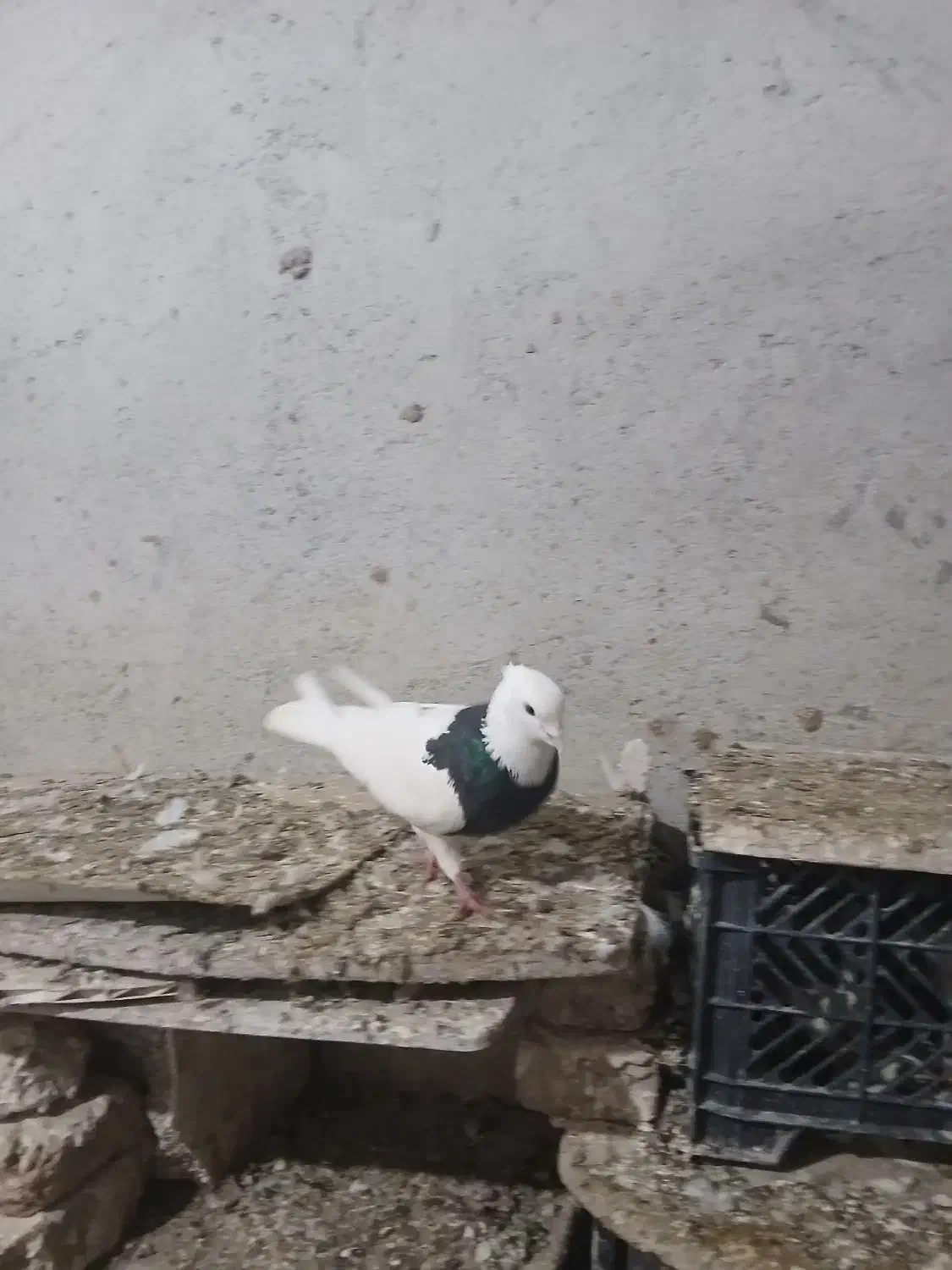 کلفه نر|پرنده|اردبیل, |دیوار