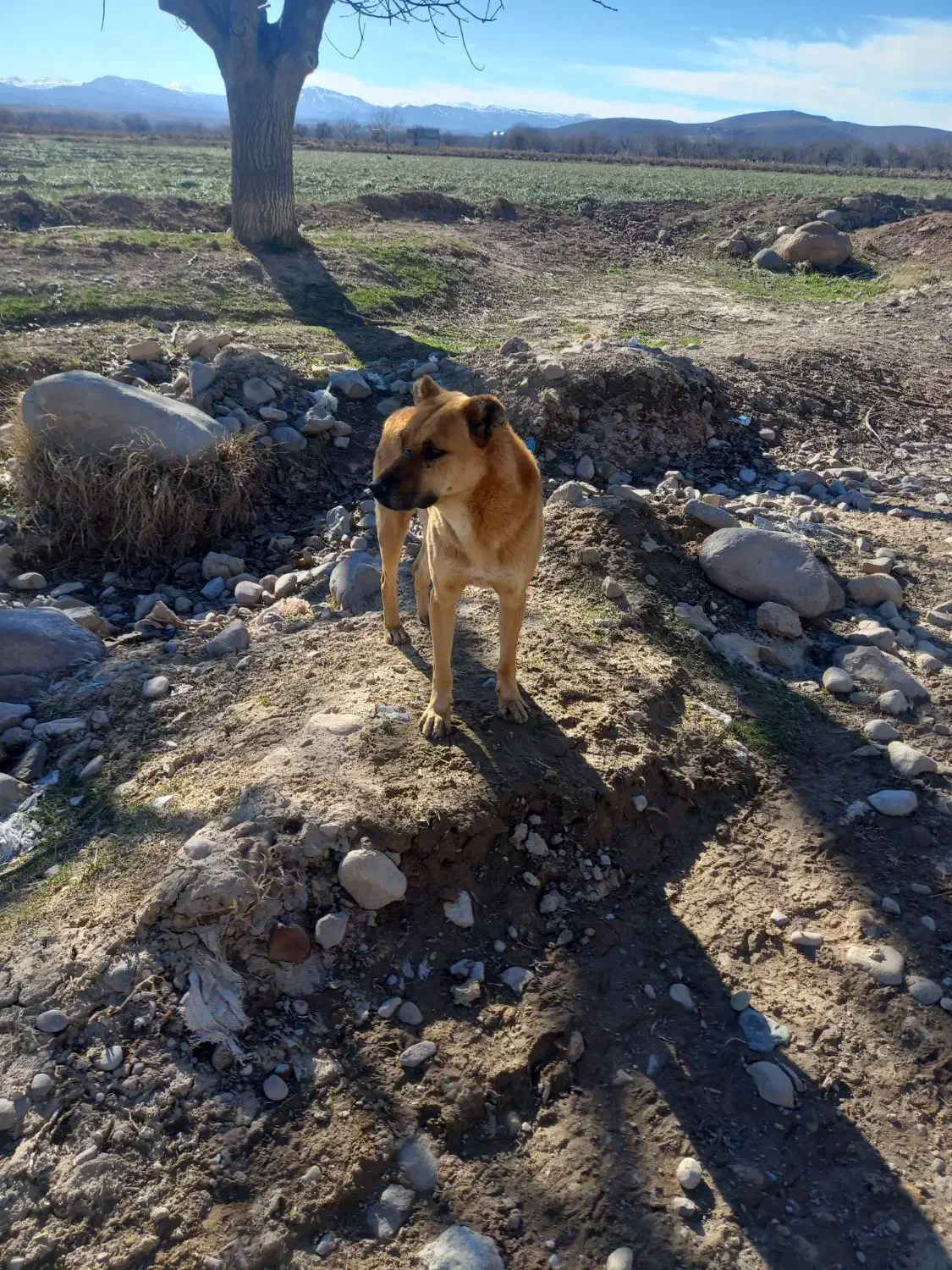 یک عدد سگ|سگ|فاروج, |دیوار