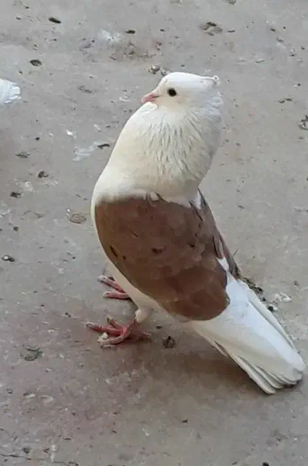 پرنده|پرنده|بروجرد, |دیوار