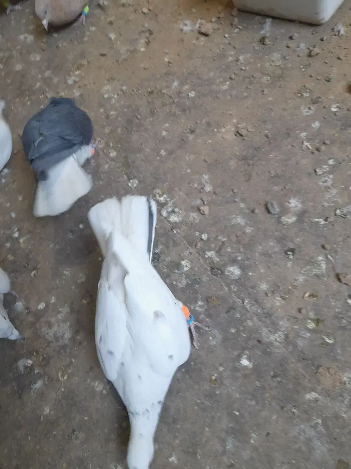 دوتا سار جوون ،فروشی|پرنده|تربتحیدریه, دیزقند|دیوار