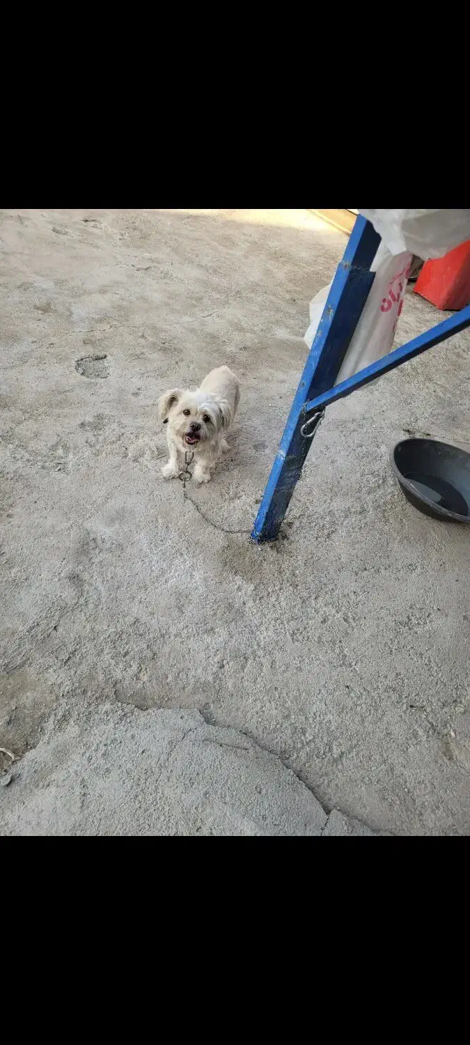 واگزاری سگ واگذاری سگ|سگ|صباشهر, |دیوار