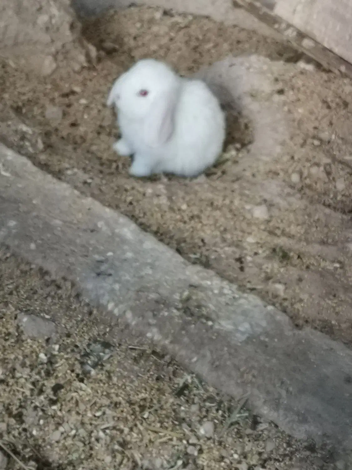 خرگوش لپ|موش و خرگوش|جم, |دیوار