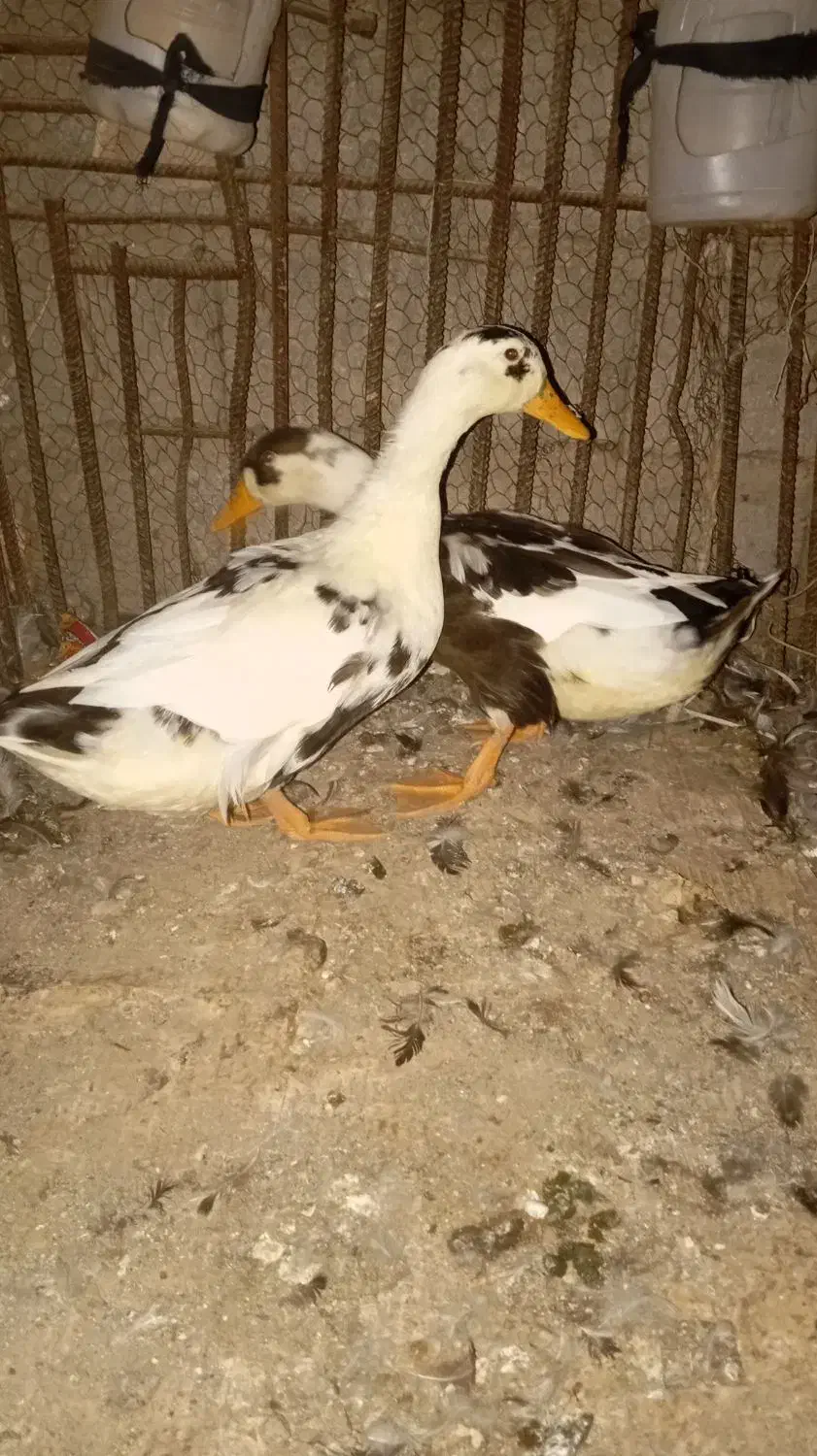 اردک|حیوانات مزرعه|نرماشیر, |دیوار