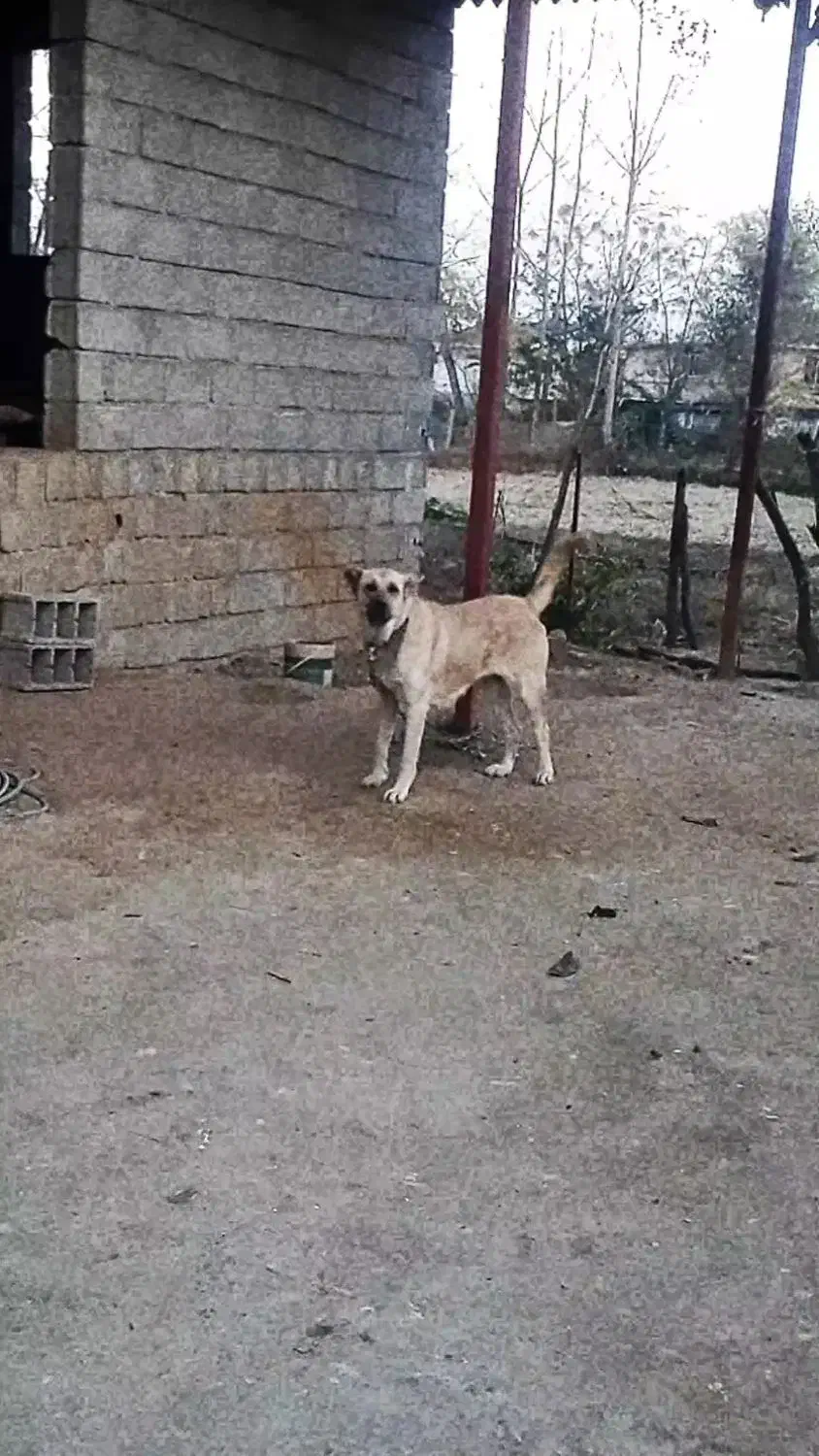 ماده سگ سرابی|سگ|تالش, هشتپر|دیوار