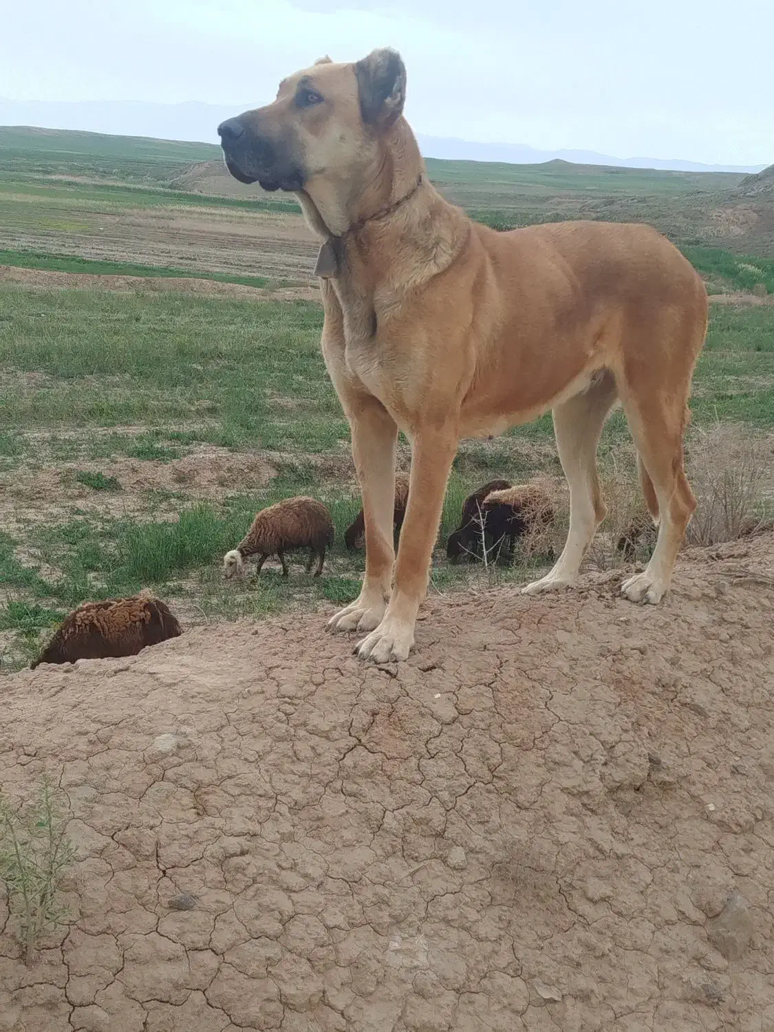 ماده‌سرابی|سگ|مهربان, |دیوار