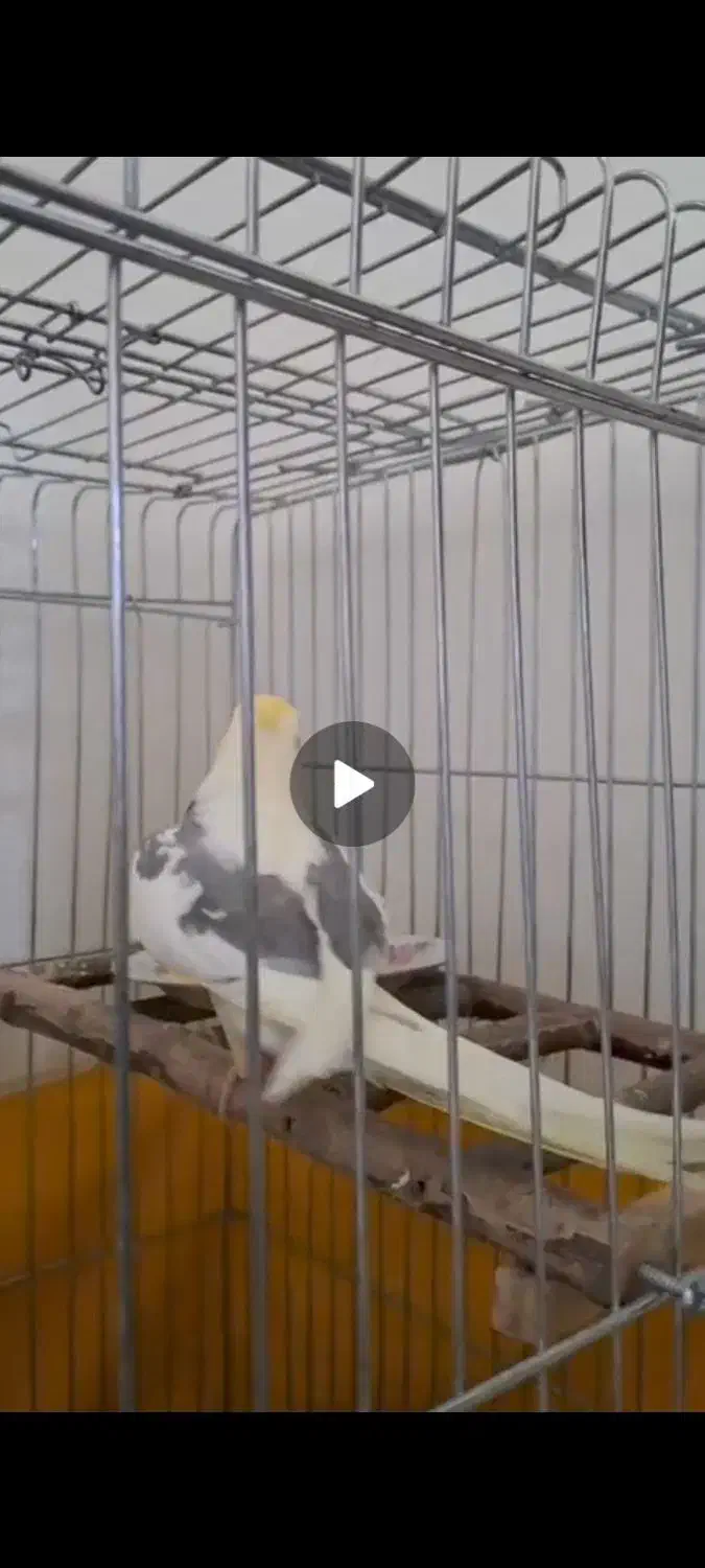 عروس هلندی گم شده|حیوانات|قیدار, |دیوار