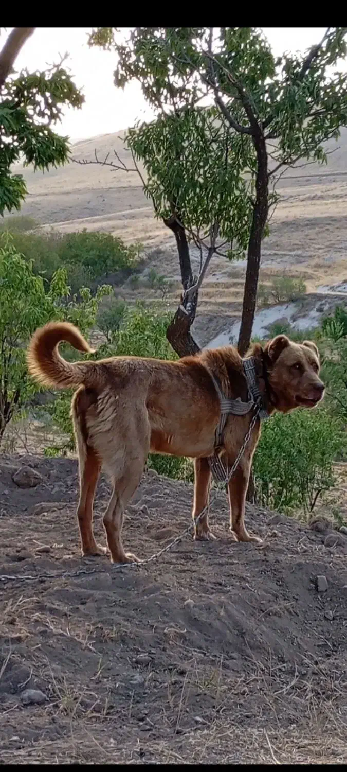 سگ نر سرابی خیلی خوش رنگ اصیل|سگ|مراغه, |دیوار