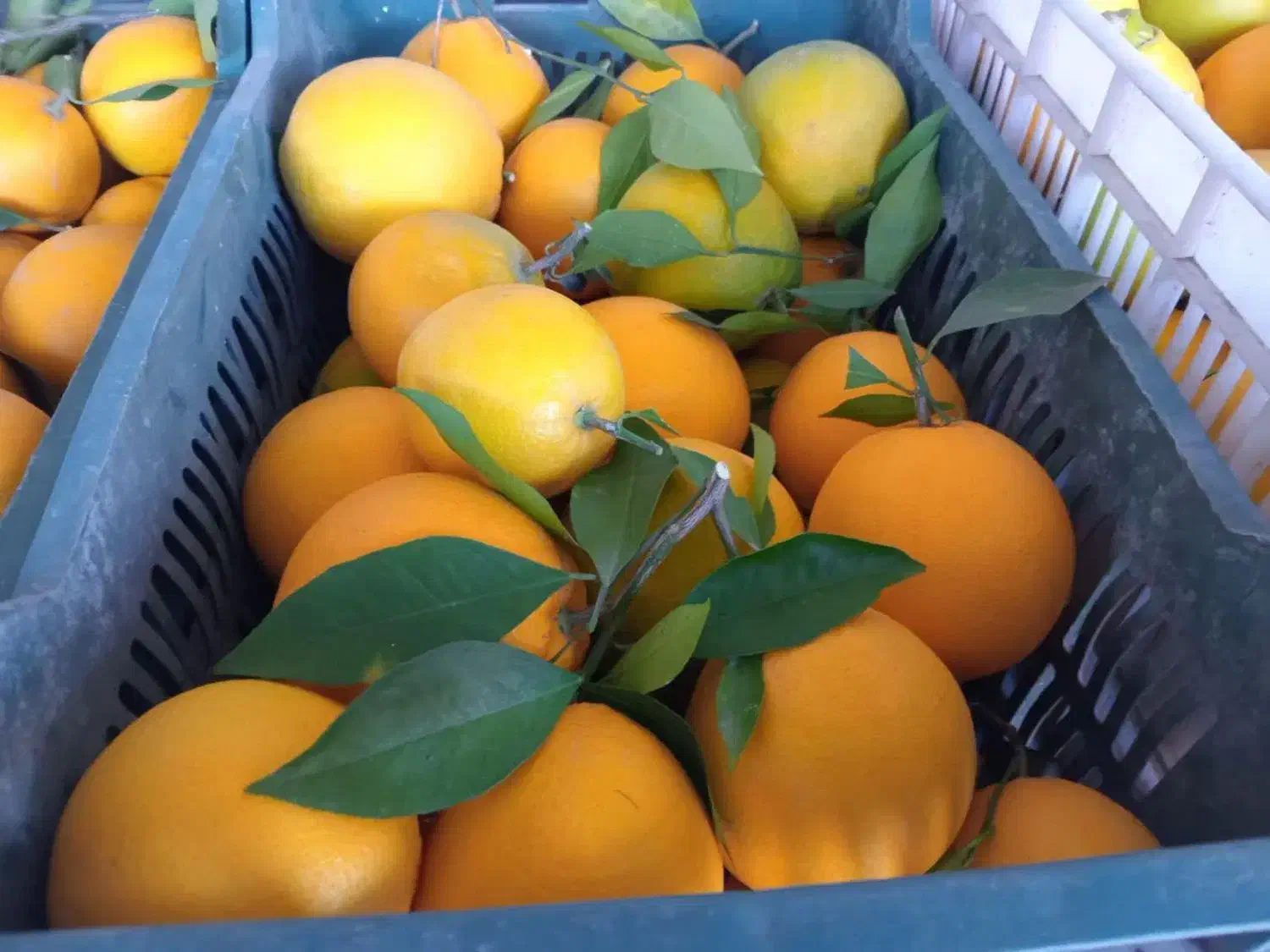 پرتقال تامسون|خوردنی و آشامیدنی|قائمشهر, |دیوار