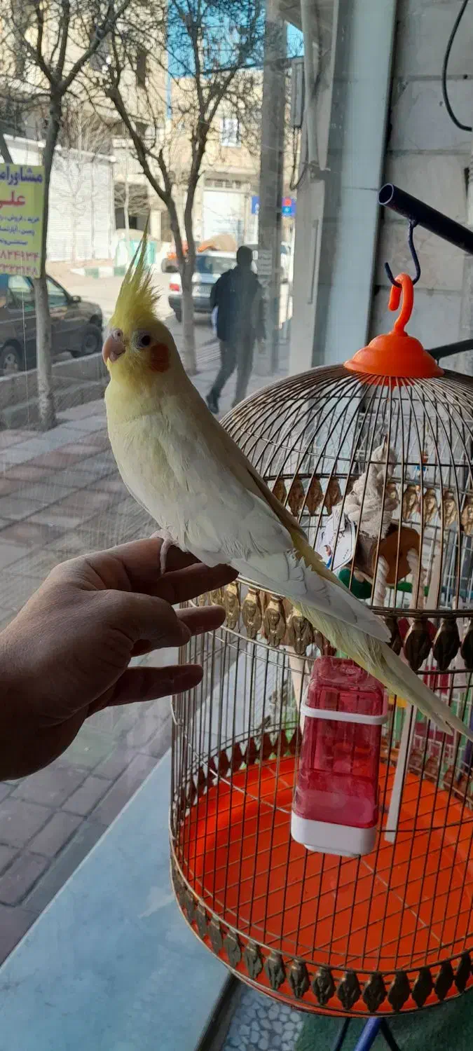 طوطی گرینچیک|پرنده|محمدیه-قزوین, |دیوار