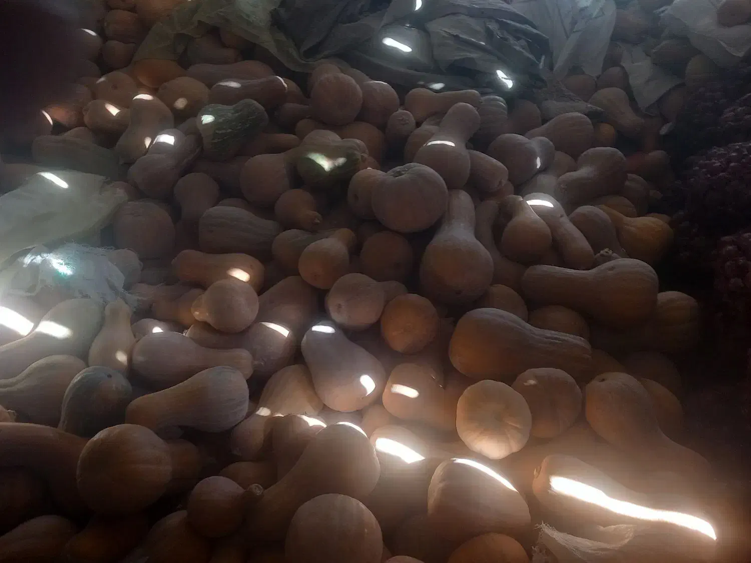 کدو حلوایی|عمده‌فروشی|بسطام, |دیوار