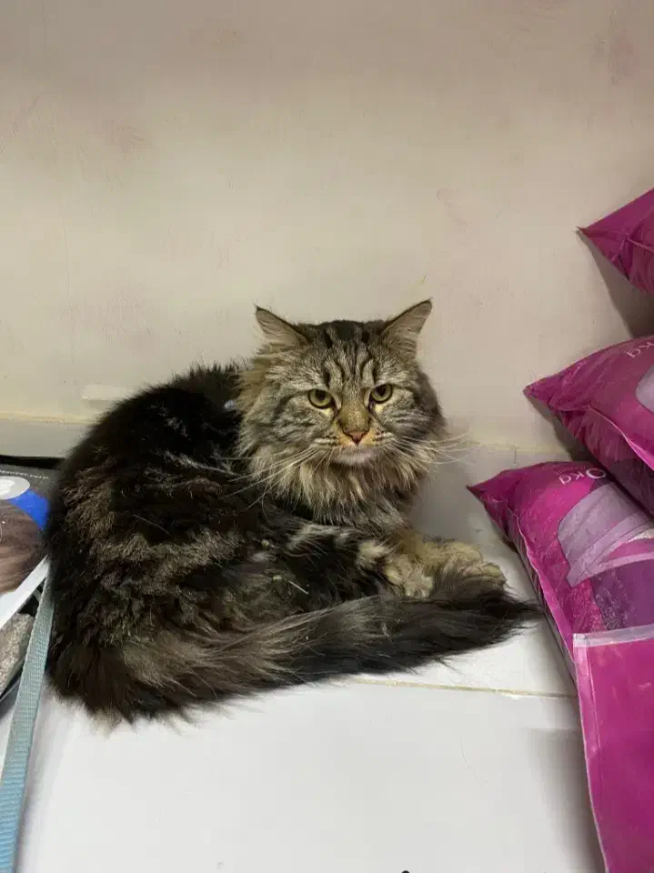 گربه گم شده|حیوانات|ارومیه, |دیوار