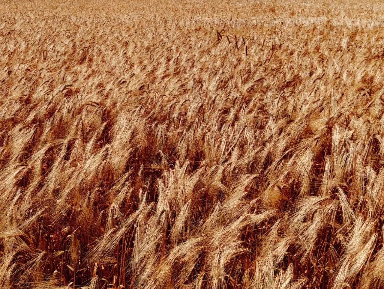 جو آبی|عمده‌فروشی|دهگلان, |دیوار
