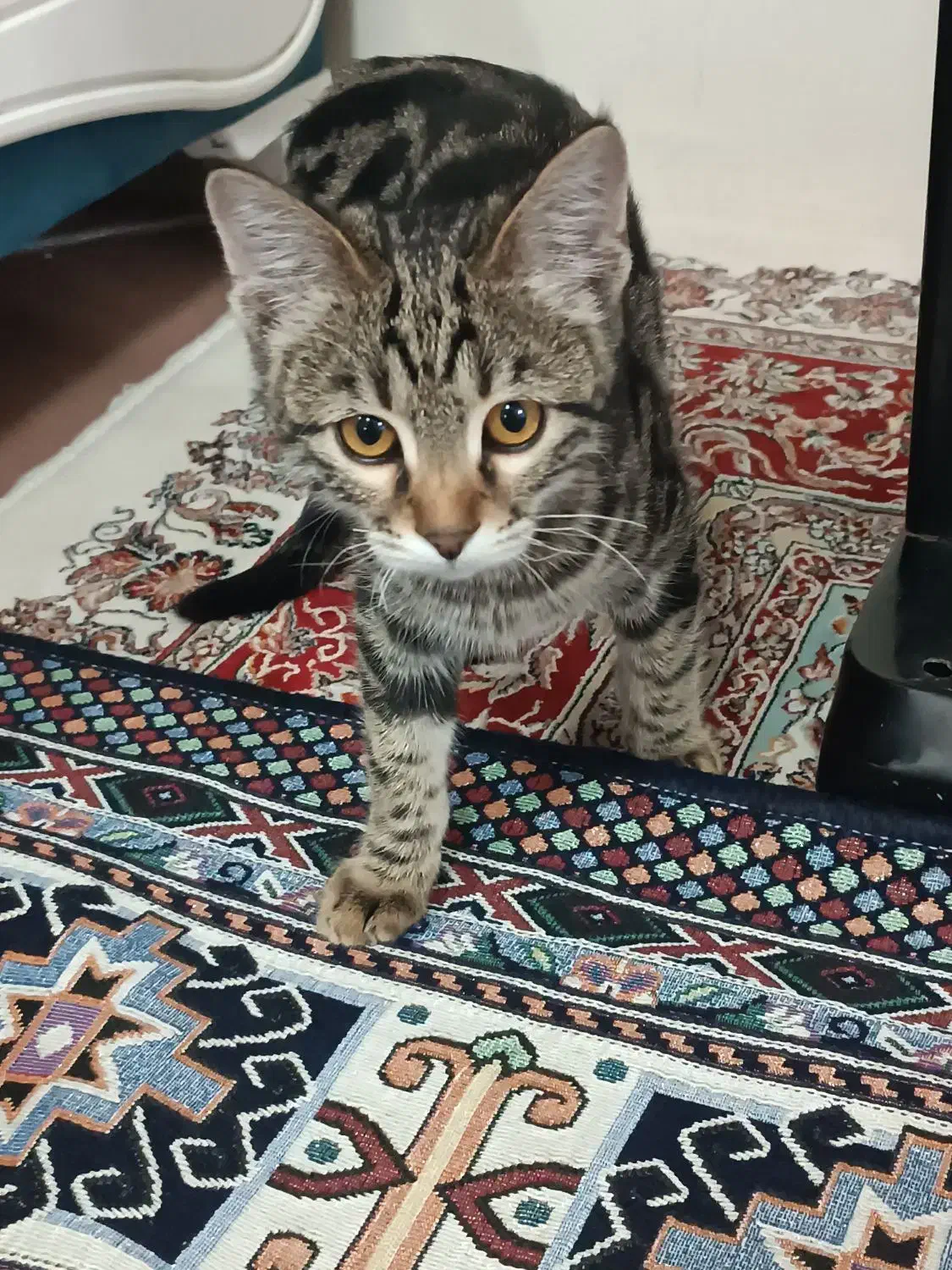 واگذاری بچه گربه بازیگوش|گربه|دماوند, دماوند|دیوار