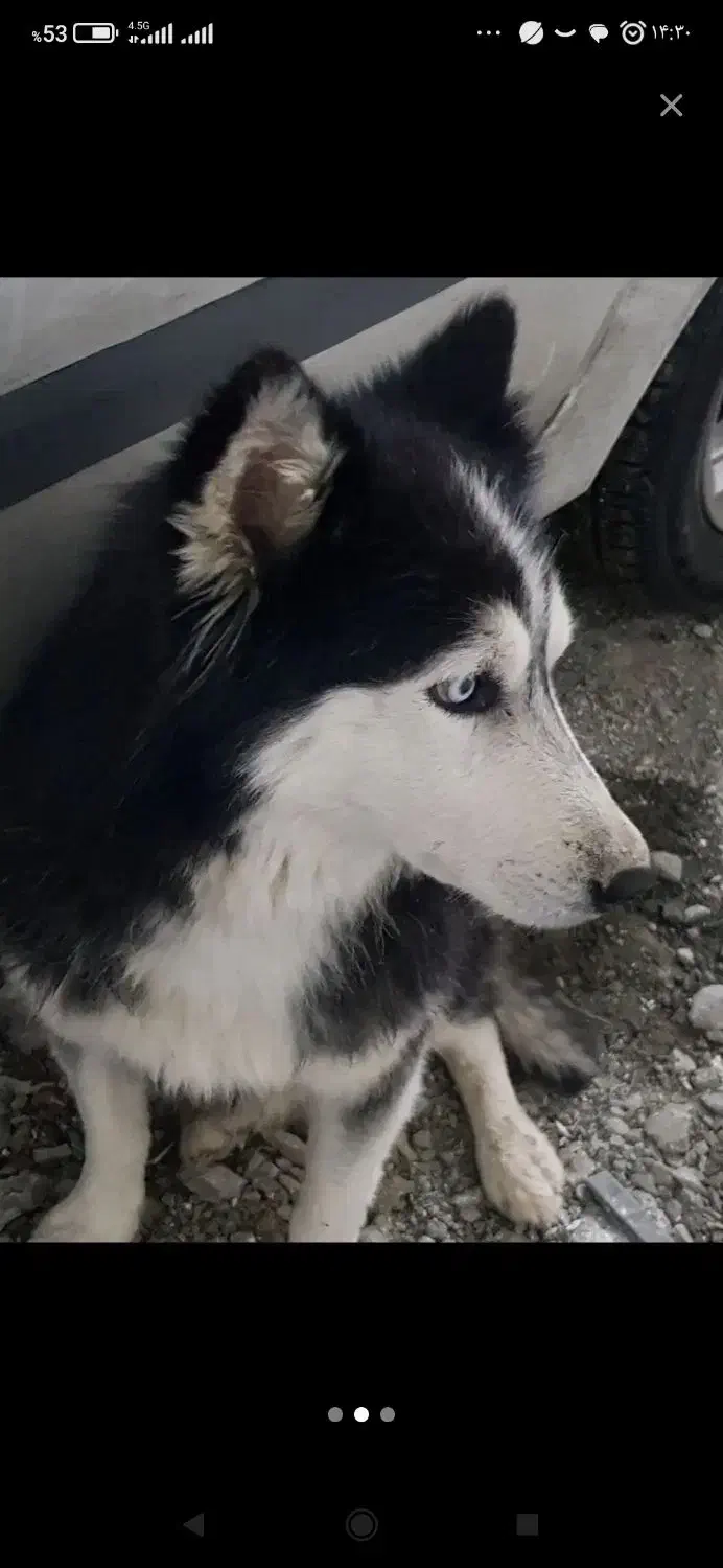 ساحلی سگ گمشده|حیوانات|سنندج, |دیوار