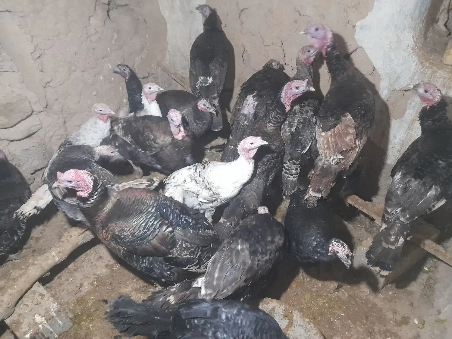 بوقلمون|حیوانات مزرعه|شیروان (خراسان), |دیوار