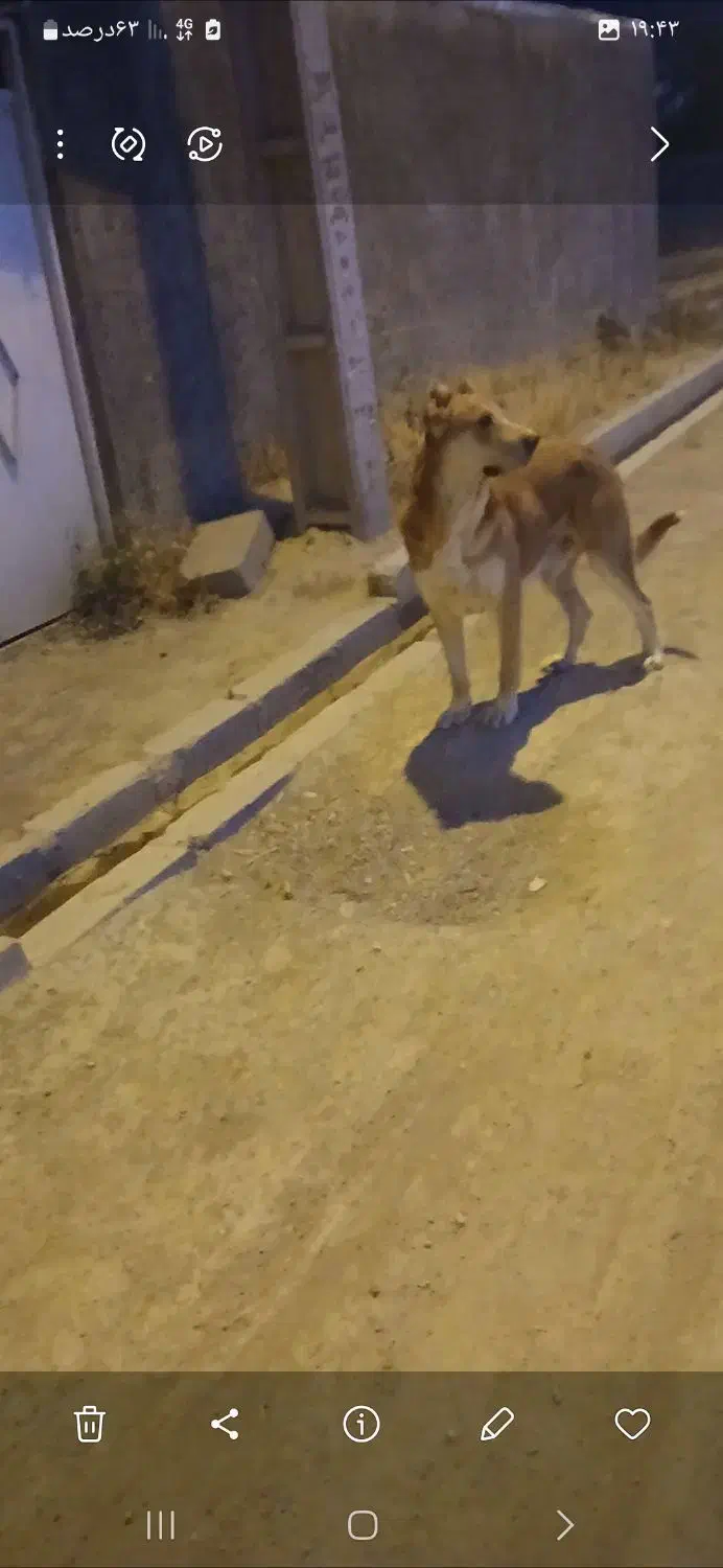 حیوانات|سگ|آوج, |دیوار